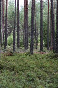 Pine trees in forest