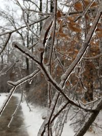 Close-up of snow covered bare trees in forest