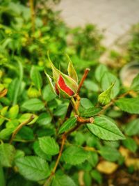 Close-up of insect on plant