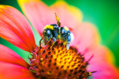 Close-up of bee pollinating on flower