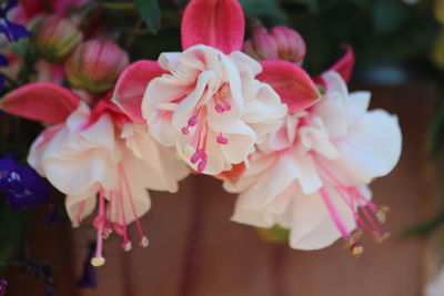 Close-up of beautiful flowers blooming