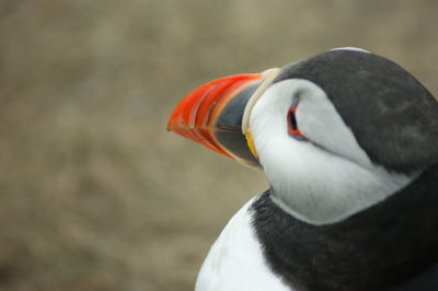 Close-up of a puffin