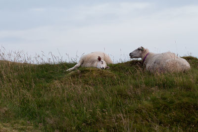 Sheep in a field