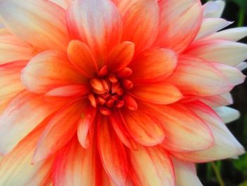 Close-up of flowers blooming outdoors