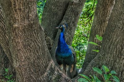 Close-up of peacock on tree trunk