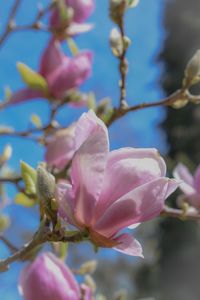 Close-up of pink cherry blossoms in spring