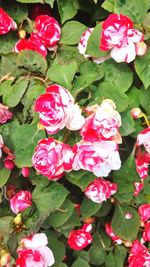 Close-up of pink roses blooming outdoors