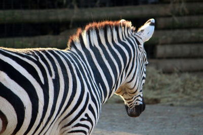 Close-up of a zebra