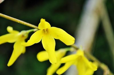 Close-up of yellow flower