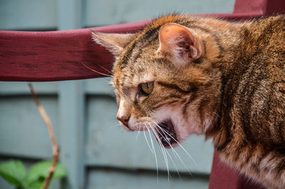 Close-up of a cat looking angry