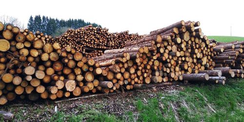 Stack of logs in forest