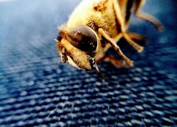 Close-up of bee