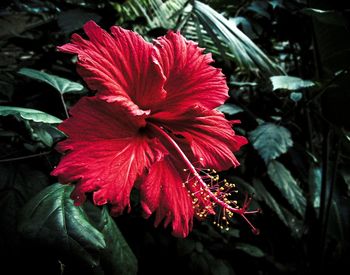 Close-up of red flower