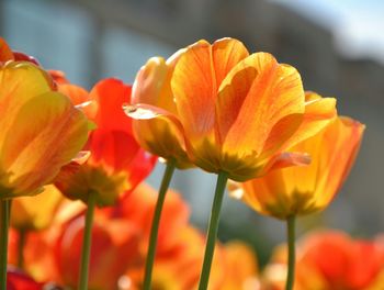 Close-up of tulips