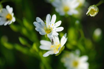 Close-up of white flowering plant