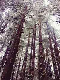 Low angle view of trees in forest