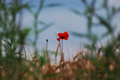 Close-up of red poppy blooming against sky