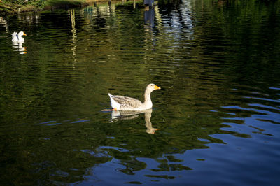 Swan swimming in lake