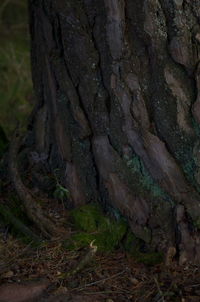 Close-up of tree trunk