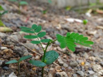 High angle view of plant growing on field