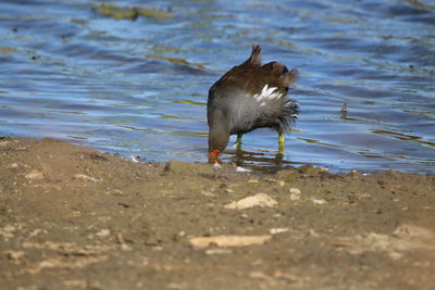 Bird on the beach