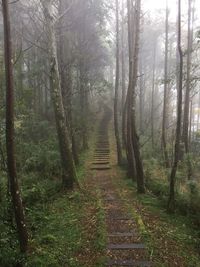 Walkway amidst trees in forest