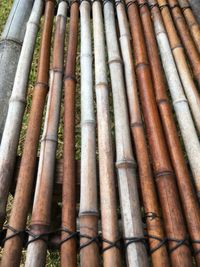 Close-up of bamboo