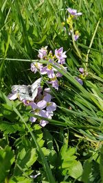 Close-up of insect on purple flowering plant