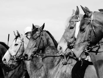 Close-up of horses against sky