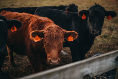 Cows standing in a sunlight