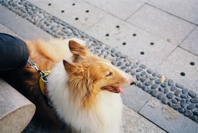 High angle view of dog looking away on footpath