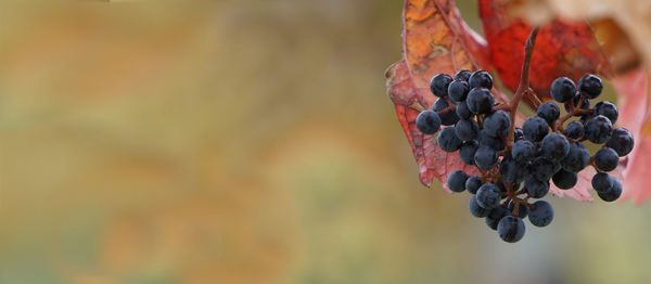 Close-up of grapes growing on plant