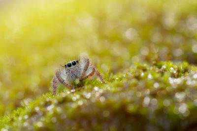 Close-up of an insect