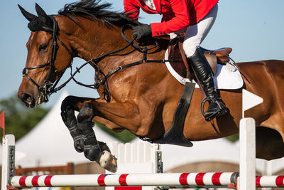 Horse jumping, equestrian sports themed photo.