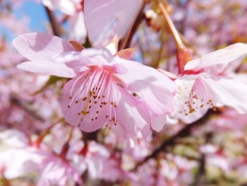 Close-up of pink flowers