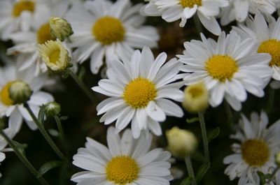 Close-up of flowers blooming outdoors