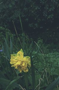 Close-up of yellow flower