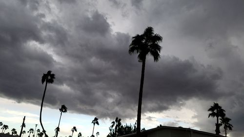 Low angle view of palm trees against cloudy sky