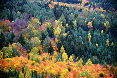 High angle view of autumn trees in forest