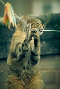 Close-up of cat hanging on clothesline