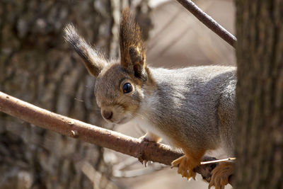 Close-up of squirrel