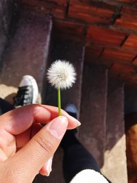 Low section of person holding flower on staircase