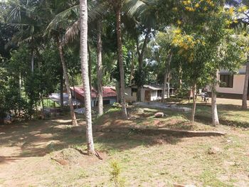 Palm trees on field