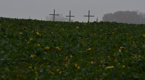 Low angle view of flowering plants on field against sky