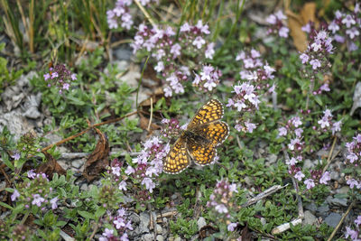 Butterfly on purple flower