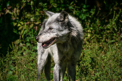 Dog looking away on field