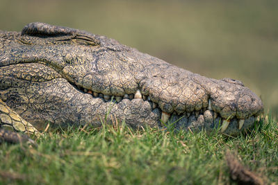 Close-up of crocodile on field