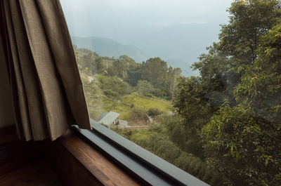 Trees in forest seen through window