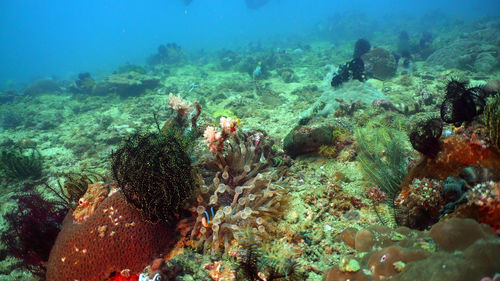 Beautiful soft coral in tropical sea. wonderful and beautiful underwater world with corals. 