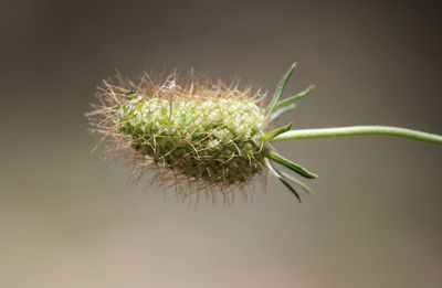 Close-up of plant against white background